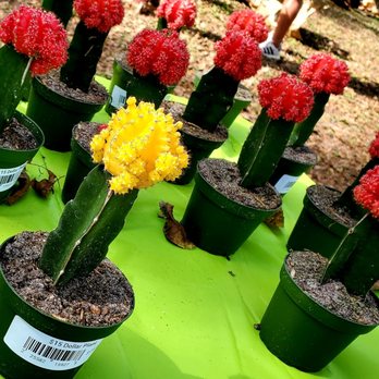 Ivy Leaf Farms - Nurseries & Gardening Near Me - Houston, Texas Ivy Leaf Farms - Nurseries & Gardening Near Me - Houston, Texas