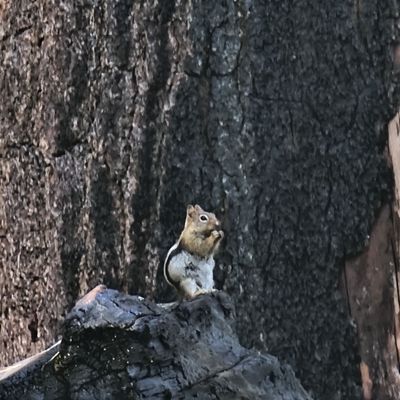 Tharp's Log by null