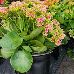 Garden Care and Maintenance Jony Gonzalez