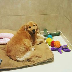 Pups Paradise - Cage free rooms offer privacy and security. Full glass doors provide a view!