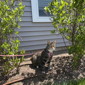 Second Hand Siamese 2 Rescue - Holly on her first walk :D - Pet Adoption Near Me