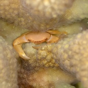 Oahu Travel Divers - Tiny crab - Scuba Diving Near Me Oahu Travel Divers - Tiny crab - Scuba Diving Near Me