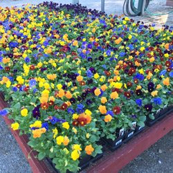 Colebrook Nursery - Annuals