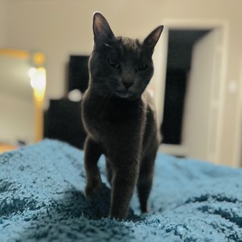 Orphan Kitten Rescue - Stormy girl! - Pet Adoption Near Me - Manteca, California Orphan Kitten Rescue - Stormy girl! - Pet Adoption Near Me - Manteca, California