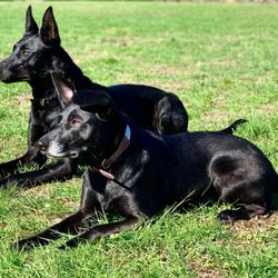 Tigers Eye K9 Services