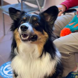 Yates Veterinary Hospital - Beautiful dog at Yates Veterinary Hospital