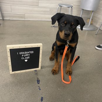PetSmart Grooming - Puppy Class!! - Pet Training Near Me - REDLANDS, California PetSmart Grooming - Puppy Class!! - Pet Training Near Me - REDLANDS, California