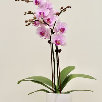 Ontario Orchids - Florists Near Me - Vista, California