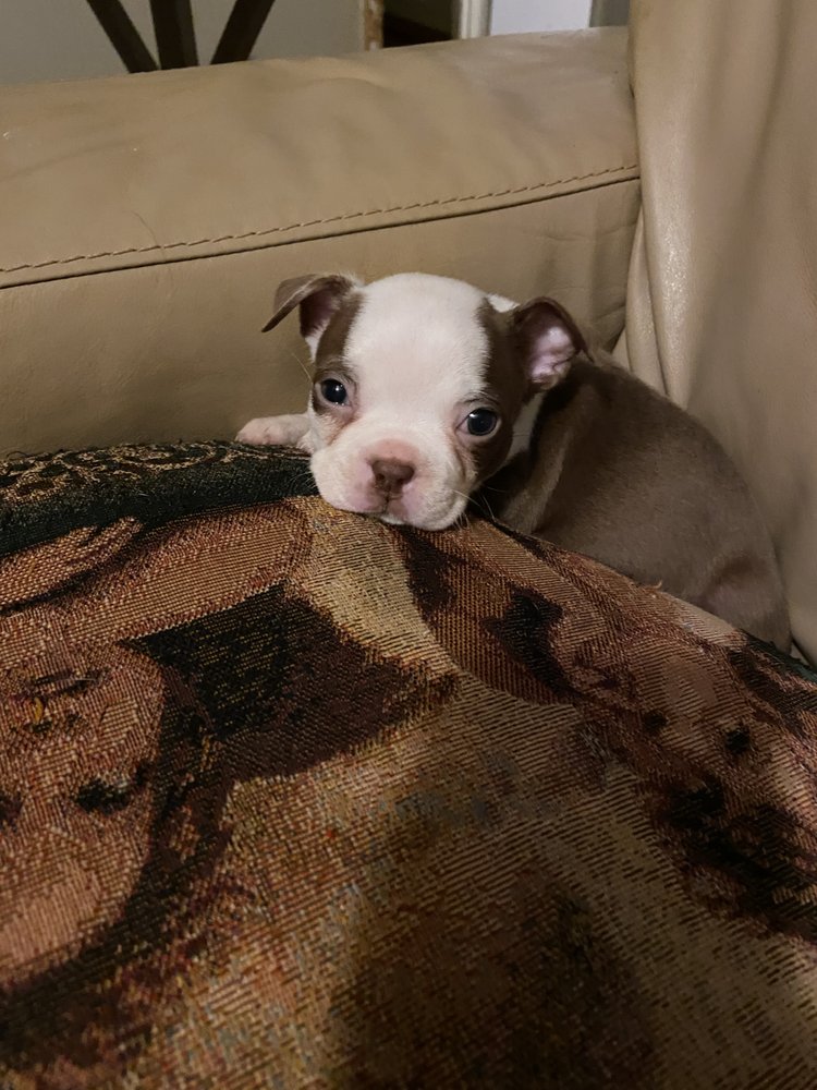 ANIMAL EMERGENCY CLINIC Updated July 2024 21 Reviews 393 Woods