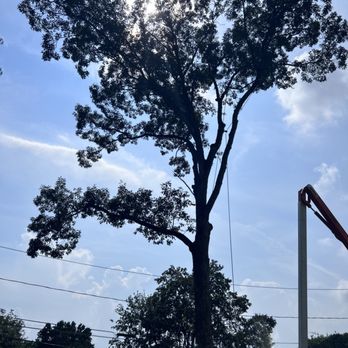 Sanchez Tree Care Service - In the process of removing red oak. - Tree Services Near Me Sanchez Tree Care Service - In the process of removing red oak. - Tree Services Near Me