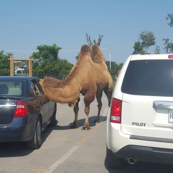 Parc Safari - Zoos Near Me - Saint-Bernard-de-Lacolle, Quebec