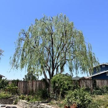 One Two Tree Care - Tree Services Near Me - Fremont, California One Two Tree Care - Tree Services Near Me - Fremont, California