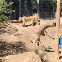 Lions Lions