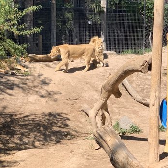 Idaho Falls Zoo - Lions - Zoos Near Me - Idaho Falls, Idaho Idaho Falls Zoo - Lions - Zoos Near Me - Idaho Falls, Idaho