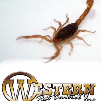 Western Pest Control - St George Pest Control - Scorpions - Pest Control Near Me - St. George, Utah Western Pest Control - St George Pest Control - Scorpions - Pest Control Near Me - St. George, Utah