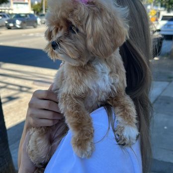 Bone Sweet Bone - Pet Groomers Near Me - Studio City, California