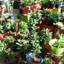 Armonía - Algunas de las plantas que ahí venden.