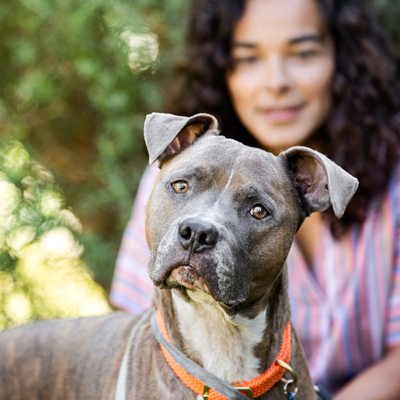petsmart everett banfield