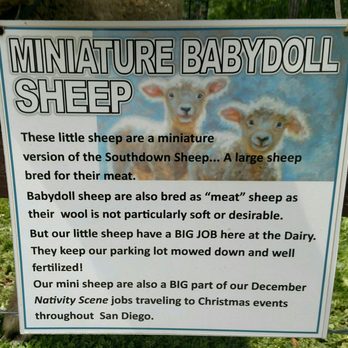 Oasis Camel Dairy - Sheep sign - Attraction Farms Near Me - Ramona, California Oasis Camel Dairy - Sheep sign - Attraction Farms Near Me - Ramona, California