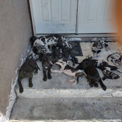 Desert Danes