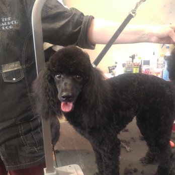 The Dapper Dog - Pet Groomers Near Me - Boise, Idaho The Dapper Dog - Pet Groomers Near Me - Boise, Idaho