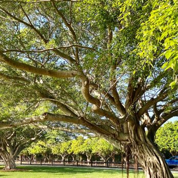 Lake Ida Dog Park - Banyan! Pretty green! - Dog Parks Near Me - Delray Beach, Florida Lake Ida Dog Park - Banyan! Pretty green! - Dog Parks Near Me - Delray Beach, Florida