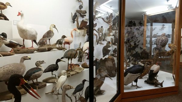 World Museum of Natural History by null