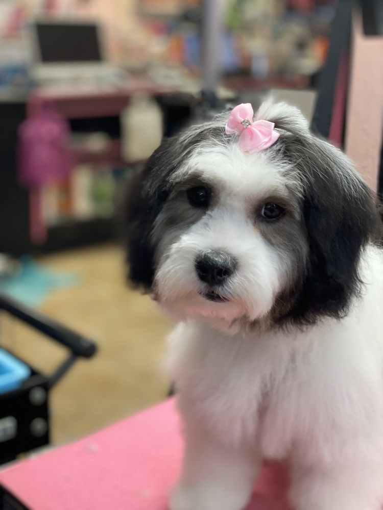 TOUCH OF CLASS PET GROOMING 141 Photos & 55 Reviews 1207 Cape Coral
