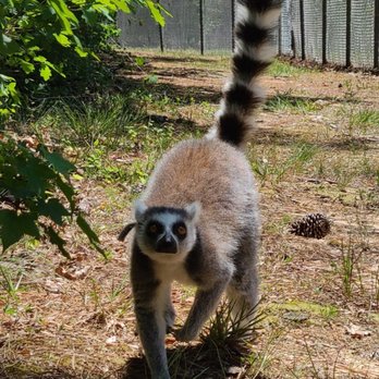 Duke University Lemur Center - Ring-tailed lemur walking towards us - Zoos Near Me - Durham, North Carolina