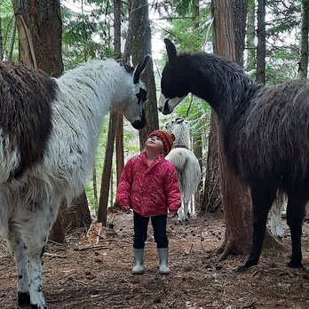 Llama Sanctuary - Animal Shelters Near Me - Tappen, British Columbia