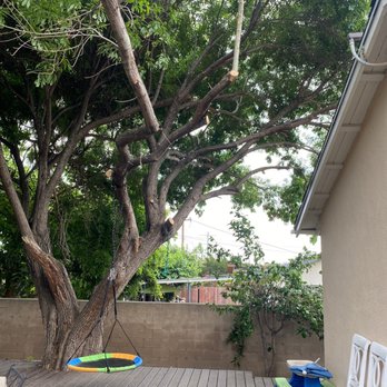 Al’s Tree Care - Tree Services Near Me Al’s Tree Care - Tree Services Near Me