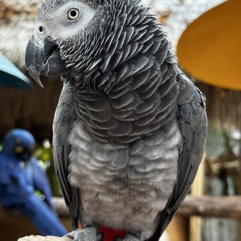 Parrot Mountain & Gardens - Gray parrot - Parks Near Me - Pigeon Forge, Tennessee Parrot Mountain & Gardens - Gray parrot - Parks Near Me - Pigeon Forge, Tennessee