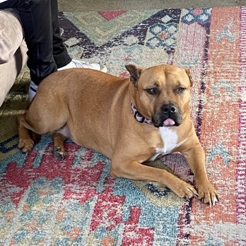 Underdogs Long Beach - Tongue out Tuesday (on a Monday) - Pet Training Near Me Underdogs Long Beach - Tongue out Tuesday (on a Monday) - Pet Training Near Me