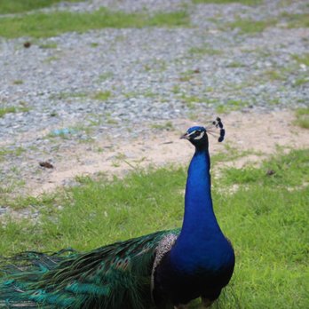 Aloha Safari Park - Zoos Near Me - Cameron, North Carolina Aloha Safari Park - Zoos Near Me - Cameron, North Carolina