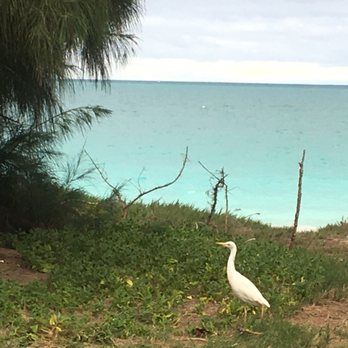 Bellows AFS Cabins - Golden headed egret on Bellows AFS - Hotels Near Me - Waimanalo, Hawaii