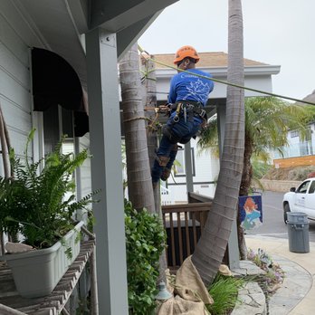Coastal Arbor Tree Service - During - Tree Services Near Me Coastal Arbor Tree Service - During - Tree Services Near Me