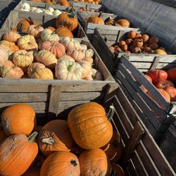 Ontario Orchards