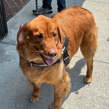 Whitestone Doghouse - Ryku goes to Whitestone Doghouse for services and Mom (me) is happy. - Pet Boarding Near Me - Whitestone, New York Whitestone Doghouse - Ryku goes to Whitestone Doghouse for services and Mom (me) is happy. - Pet Boarding Near Me - Whitestone, New York