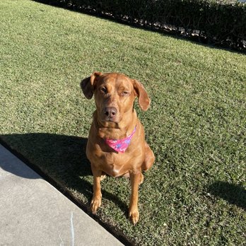 Reese's Rainbow Mobile Pet Salon - Pet Groomers Near Me