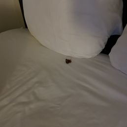 Bugs everywhere
