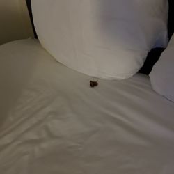 Quality Inn - Bugs everywhere