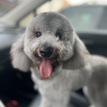 Doggy Daze - Pet Groomers Near Me - Phoenix, Arizona