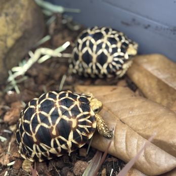 Tortoisesupply - Burmese Star tortoises - Pet Breeders Near Me Tortoisesupply - Burmese Star tortoises - Pet Breeders Near Me