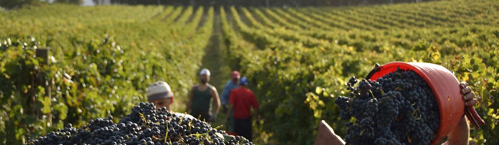 The Cali Law Firm, APC - disability attorney in Riverside, CA