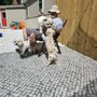 Photo of Merryall Kennels