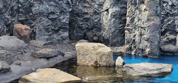 Mystic Aquarium by null