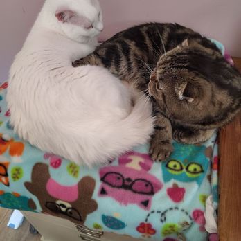 Cat Colloquium - Friends having a cuddle - Community Service/Non-Profit Near Me - Chestertown, Maryland