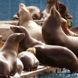 Elkhorn Slough Safari Nature Tours