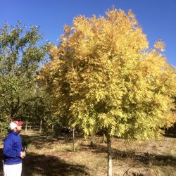 Big Trees Today