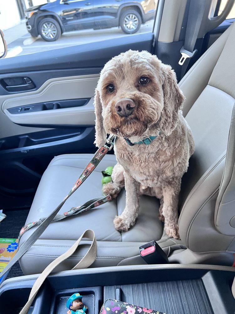 NIMA & SASHI PET GROOMING SALON Updated September 2024 13 Reviews